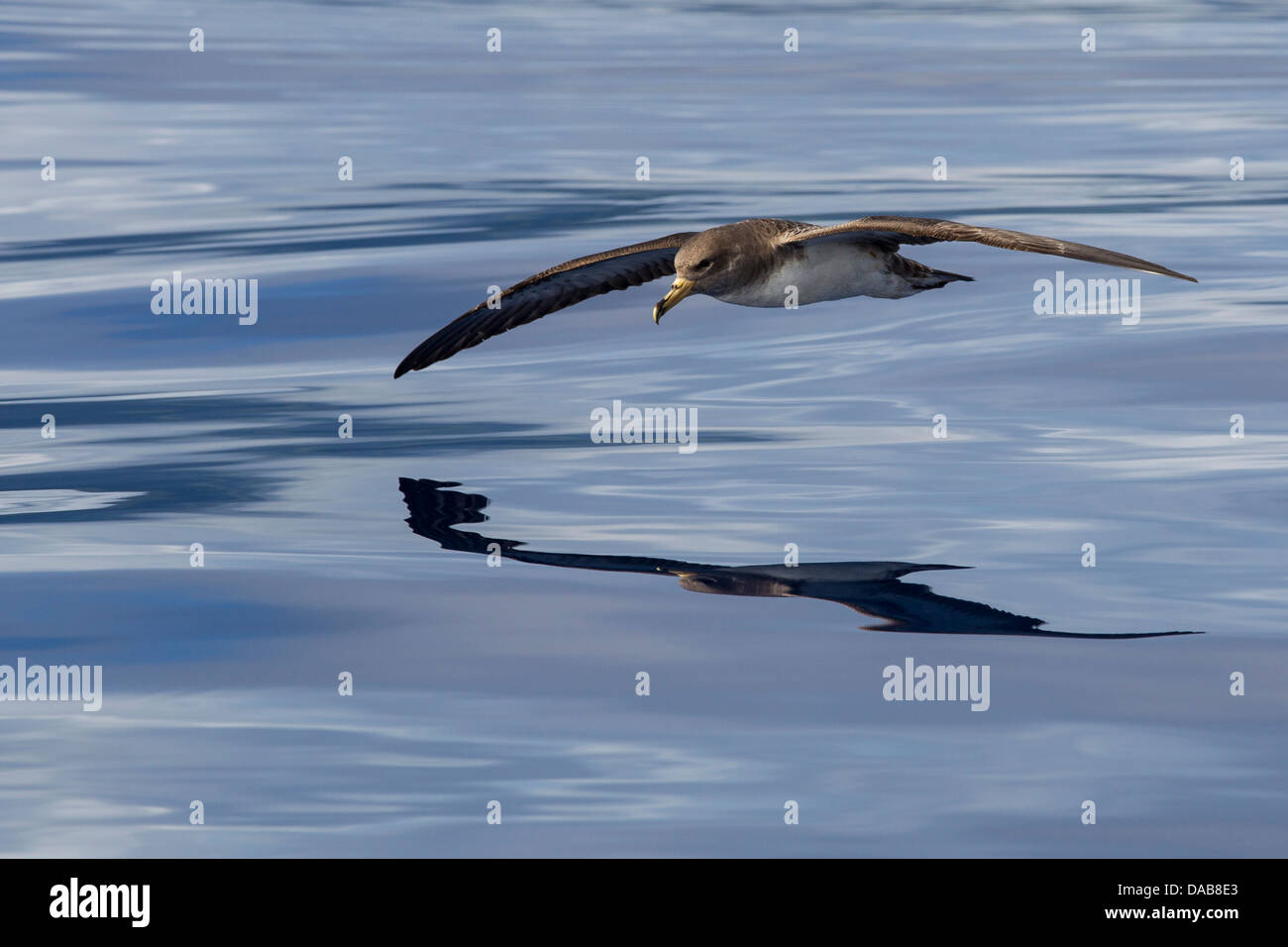 Cory`s Shearwater, Calonectris diomedea, Gelbschnabel-Sturmtaucher soaring close to water surface with reflection visible Stock Photo
